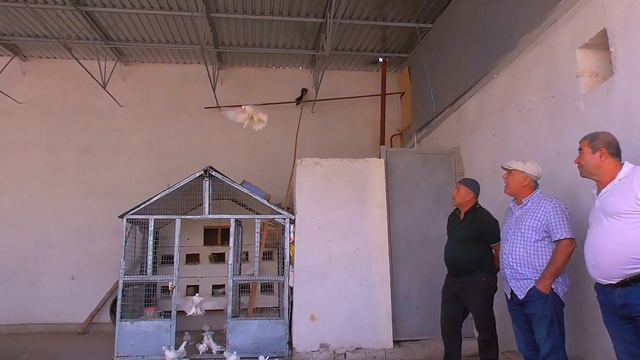 В гостях у Голубятника Жахонгира Бухара город Гиждыван,Golubyatnik Zhakhongir Bukhara Gijdivan city смотреть онлайн