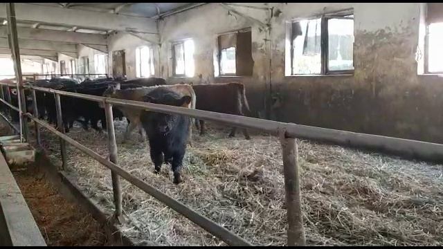 Отец Абердин Ангус. Телки мясных пород. Коммерческий КРС. Father Aberdeen Angus. Heifers of meat смотреть онлайн