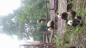 Panda Cub Rough & Tumble at Chengdu, China