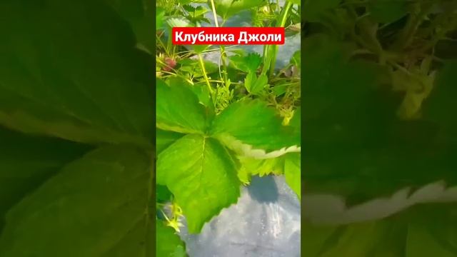 Клубника сорт Джоли #клубника #клубникабомба #огород