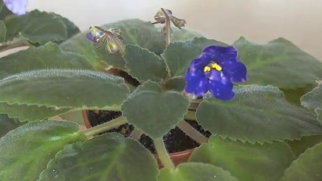 как распускается фиалка"космическая легенда" за 2 мин смотреть онлайн