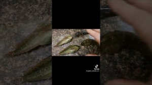 Одесская черноморская морская собачка можно ли есть? морская собачка как приготовить?