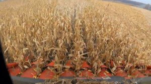 Уборка кукурузы убираем Демо-поле 2021.