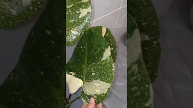 Монстера Тайское созвездие смотреть онлайн