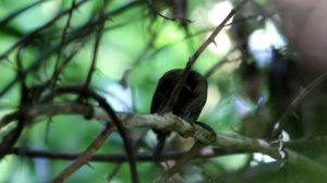 Ochre-collared Piculet (Picumnus temminckii)