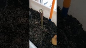 Супер стеллаж на подоконник для рассады своими руками