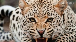 ?самые мощные басы ?#2