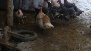 петух против банды индюков))