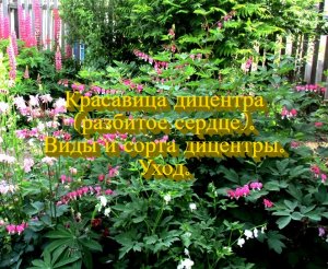 Красавица дицентра (Разбитое сердце). Виды и сорта дицентры. Уход.