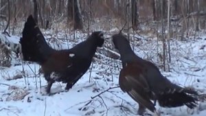 Глухариные страсти (Tetrao urogallus L.)