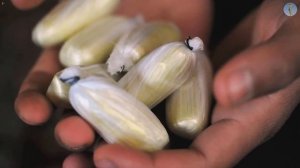 Случаи при досмотре в аэропортах.