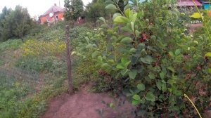 Ирга - сладкие ягоды каждый год