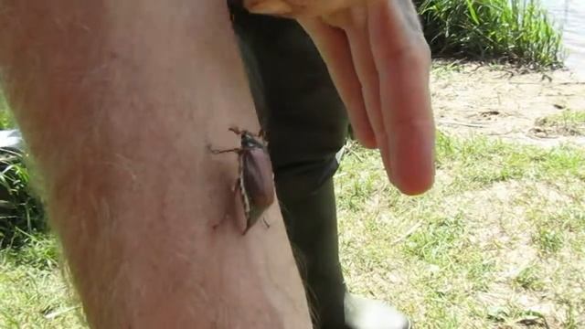 Майский жук смотреть онлайн