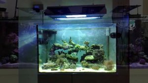 Морской Рифовый Аквариум - Освещение