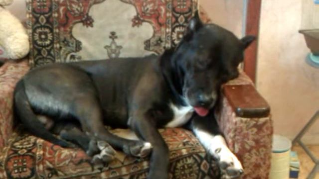 ржачно спящий пес смотреть онлайн