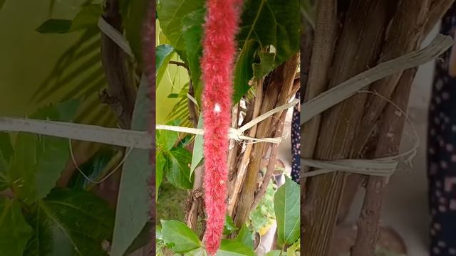 acalypha hispida the chenille plant (show plant for gardens)