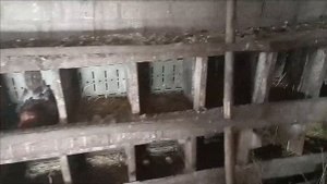 Когда правильно содержите кур зимой, даже утки несутся!!! Несётся ли курица когда мороз???