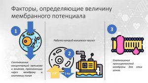 Тема 1. Возбудимые ткани. Вопрос 4.