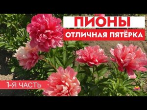 Их у нас много! Пионы, которые хорошо растут. Часть 1 / Сад Ворошиловой