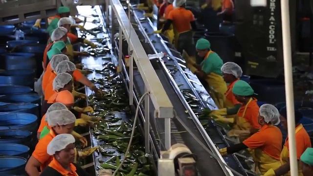 Выращивание и сбор алоэ-вера на полях Forever Living смотреть онлайн