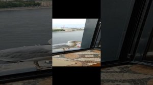 Гостья из Питера?