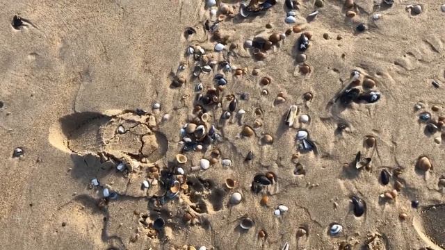 Noord zee🔹Прогулка по прекрасному берегу Северного моря🔹