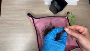 Пересаживаем Котиледон Войлочный // Replanting "Bear Paws" // "Медвежьи лапки" на окне