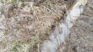 Прокопал траншею для осушения пасеки. Надеюсь станет суше.