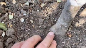 Все о колоновидных яблонях. Часть 2. Десять ошибок и особенностей при посадке колоновидных яблонь.