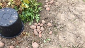 Картофель Вектар