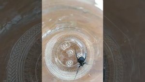 Каракурт (Черная Вдова) в Армении Каракурт Spider