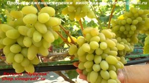 Виноград ЛАНДЫШ аромат цветов и душистого муската, король муската в своем сроке созревания (Пузенко