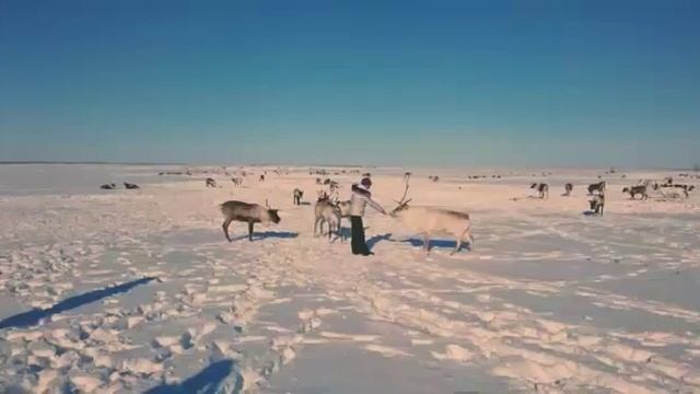 Тухарт праздник оленеводов смотреть онлайн