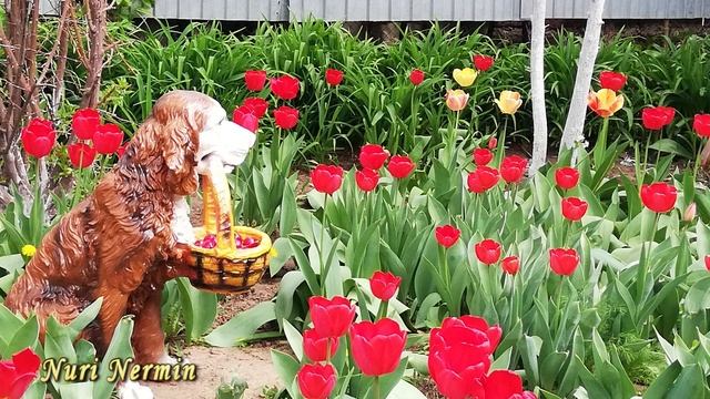 Мои тюльпаны. Очень красивые тюльпаны. смотреть онлайн