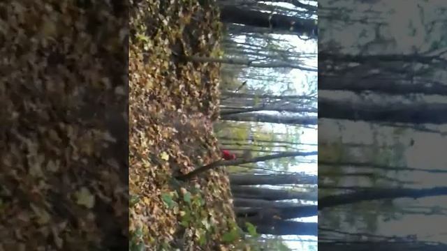 Кросс-кантрийная трасса на Мызе (Щегловка) смотреть онлайн