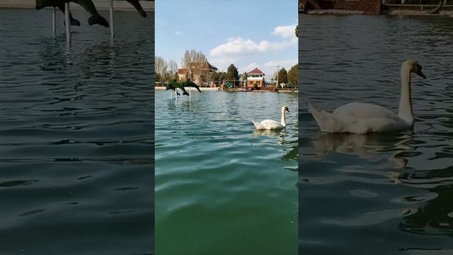 Белый лебедь, лебедь чистый смотреть онлайн