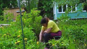 Как прополоть огород и остаться в живых или лайфхаки для садоводов и огородников