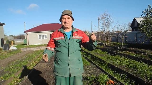 Вот какую морковь можно выращивать с помощью ЗОЛОТОГО ЗОЛОТА смотреть онлайн