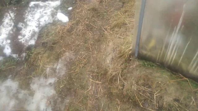 ежевика Небеса...,итог зимовки 26.03.23 смотреть онлайн