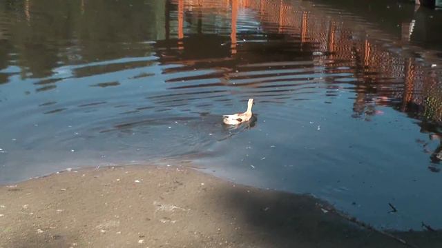 Футаж Новосибирский зоопарк 001161 смотреть онлайн