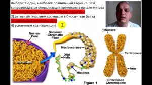 Спирализация хромосом