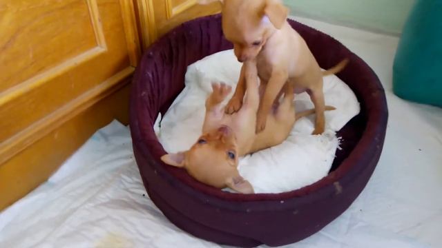 Щенки той терьера 1 месяц смотреть онлайн