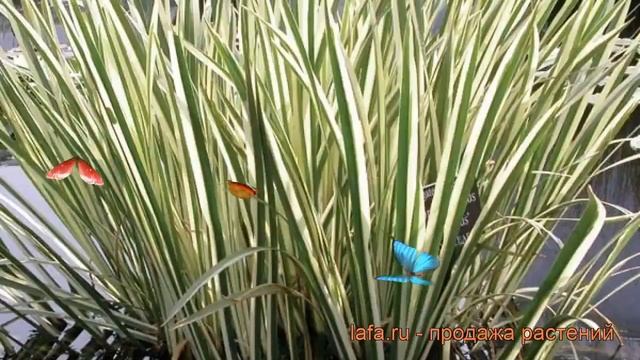 Аир болотный Вариегата (acorus variegata) ? аир Вариегата обзор: как сажать рассада аира Вариегата смотреть онлайн