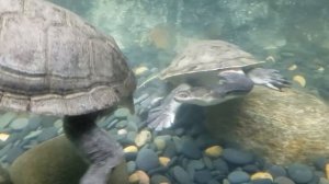 The rare Snake-neck turtle (Chelodina expansa)