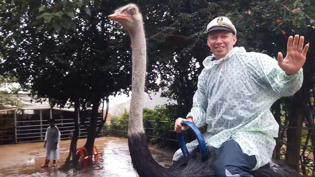 Вьетнам катание на страусе смотреть онлайн