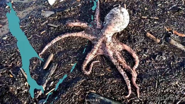 Сахалинские морепродукты. Дары моря. смотреть онлайн