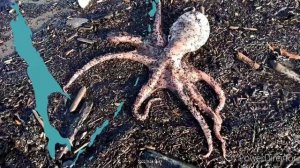 Сахалинские морепродукты. Дары моря.