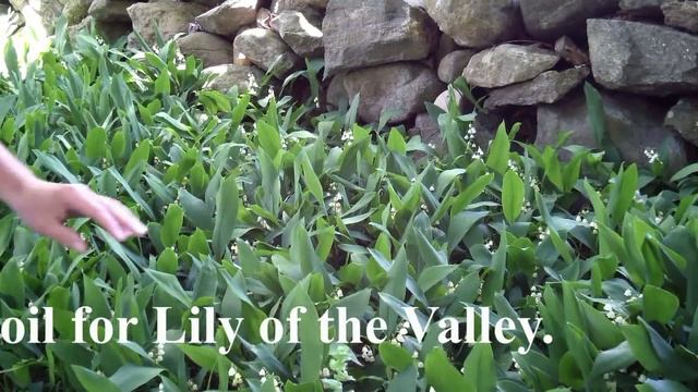 Lily of the Valley - Convallaria majalis | Flowering Groundcover for Shade смотреть онлайн