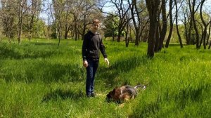 Как отучить щенка кусаться и прыгать | Что делать если щенок кусается, прыгает.