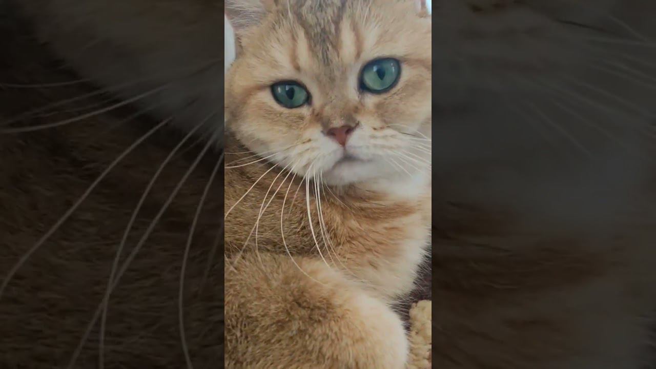 #котики #безкотаижизньнета #смешныекоты #коты #золотаяшиншилла